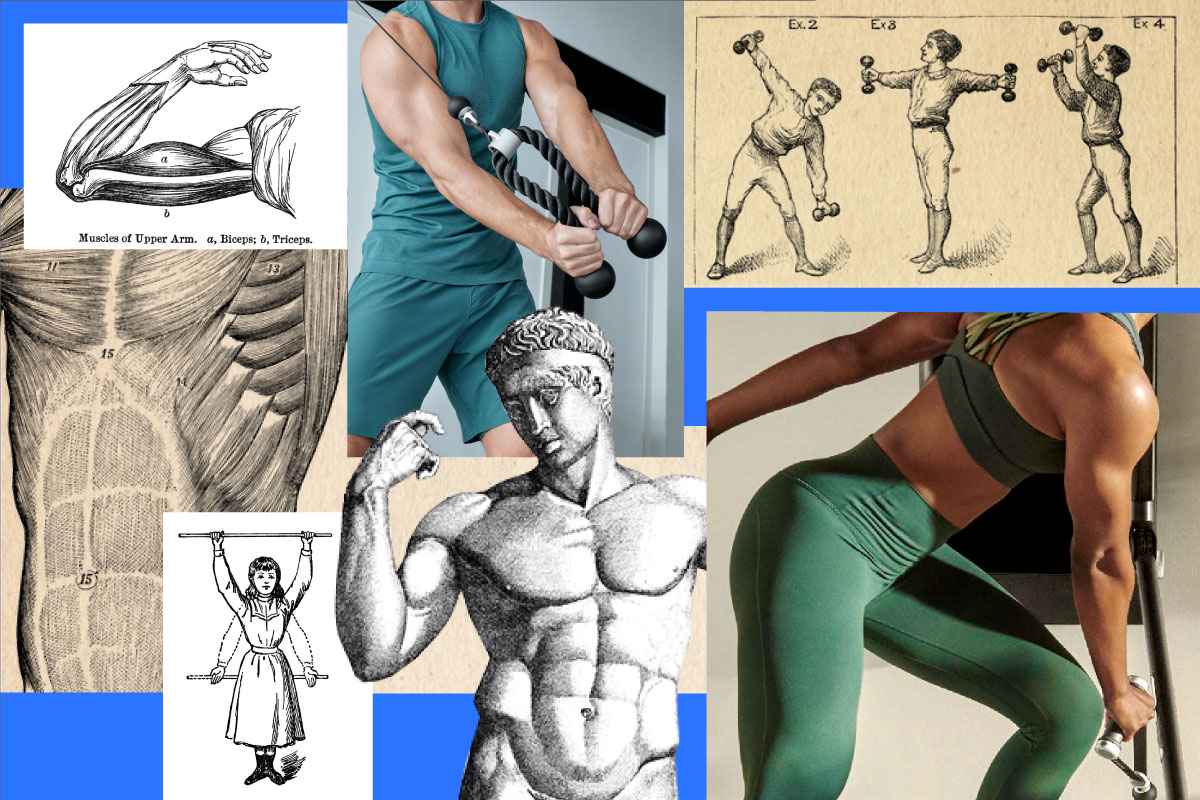 A composition image of muscle building, muscle anatomy, and Tonal exercises for hypertrophy training. 